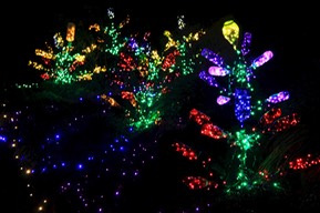 fol_bottle_trees_roxanne_golnar